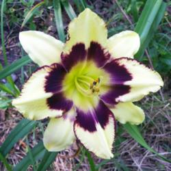 Location: Waynesboro MS
Date: 2009-05-21
polytepal bloom