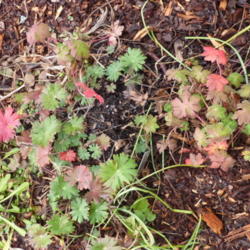 Location: my garden, Zone 7A, NC
Date: 2011-12-22
Leaves in winter turning red
