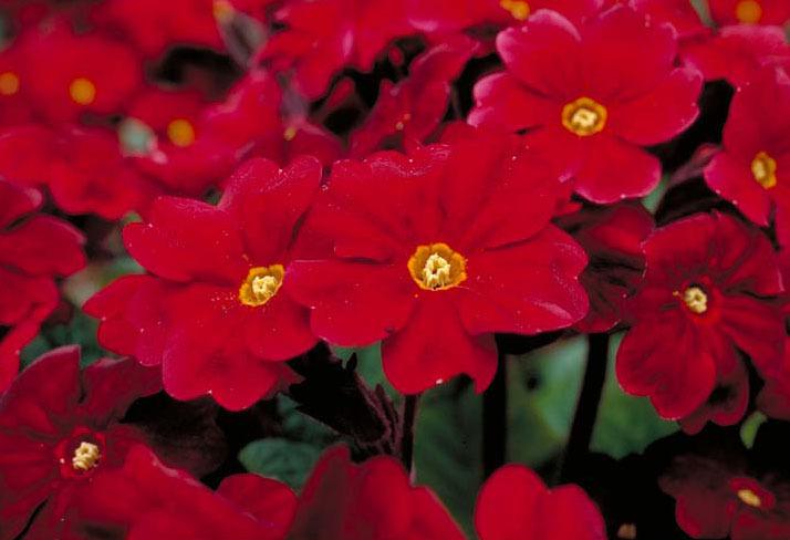 Photo of Primrose (Primula 'Radical Red') uploaded by Calif_Sue