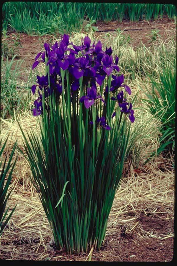 Photo of Species Iris (Iris typhifolia 'Caitlin's Smile') uploaded by Calif_Sue