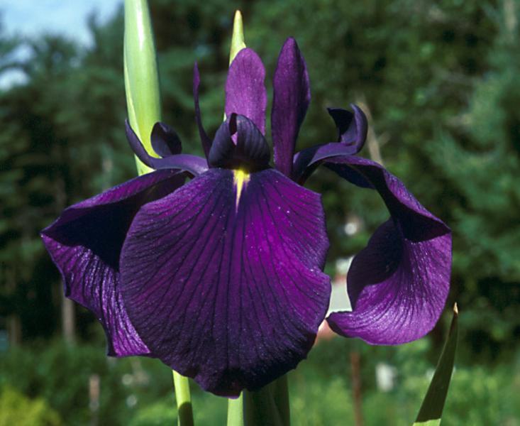 Photo of Japanese Iris (Iris ensata 'R. Giskard') uploaded by Calif_Sue