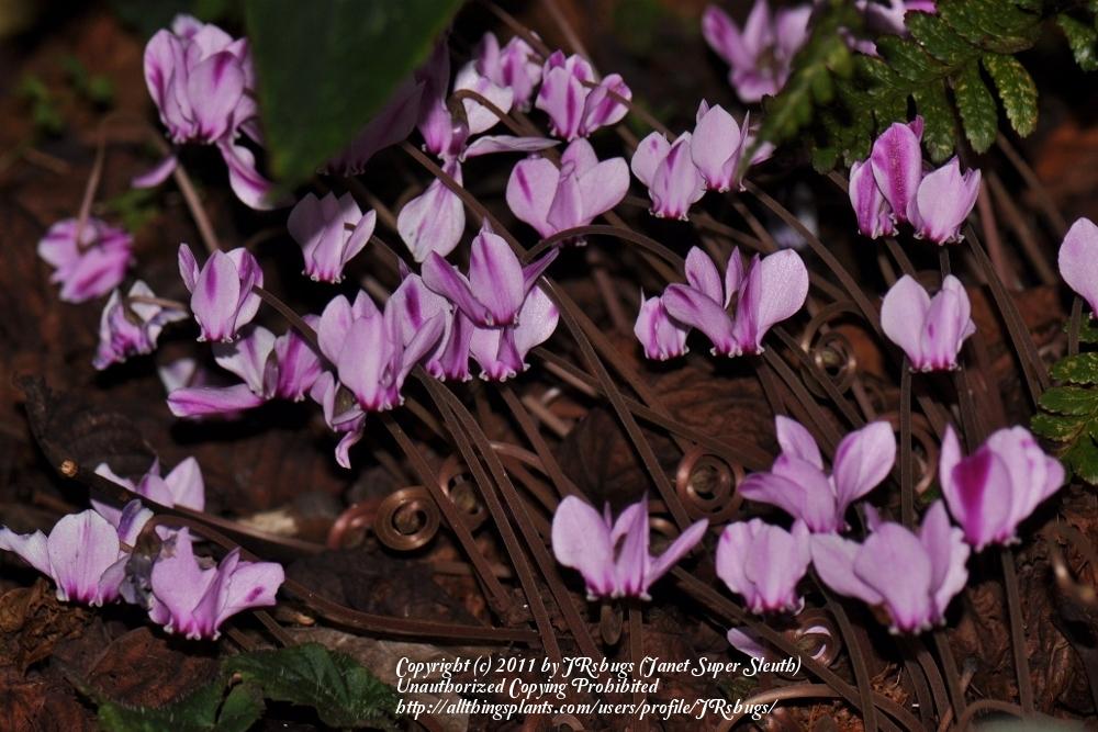 Photo of Hardy Cyclamen (Cyclamen hederifolium) uploaded by JRsbugs
