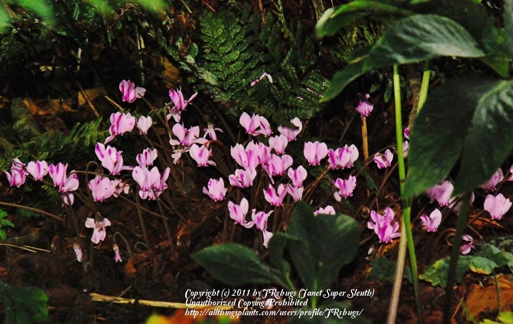 Photo of Hardy Cyclamen (Cyclamen hederifolium) uploaded by JRsbugs