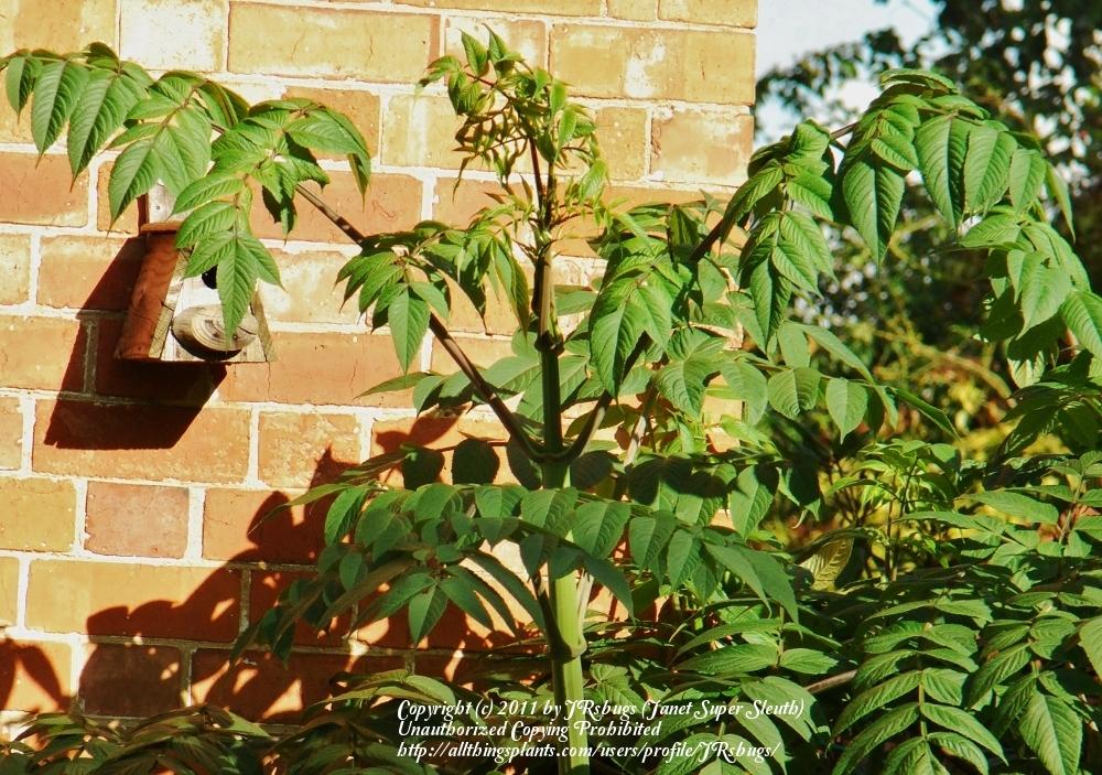 Photo of Tree Dahlia (Dahlia imperialis) uploaded by JRsbugs