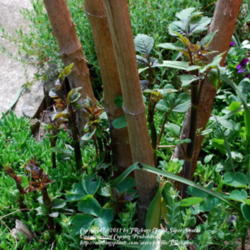 Location: My garden near Lincoln UK
Date: 2008-05-14
The new stems grow from the roots underground, or from the base o