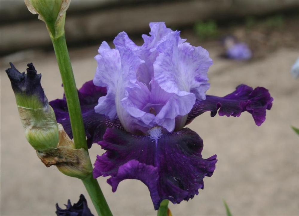 Photo of Tall Bearded Iris (Iris 'Fit for a King') uploaded by KentPfeiffer