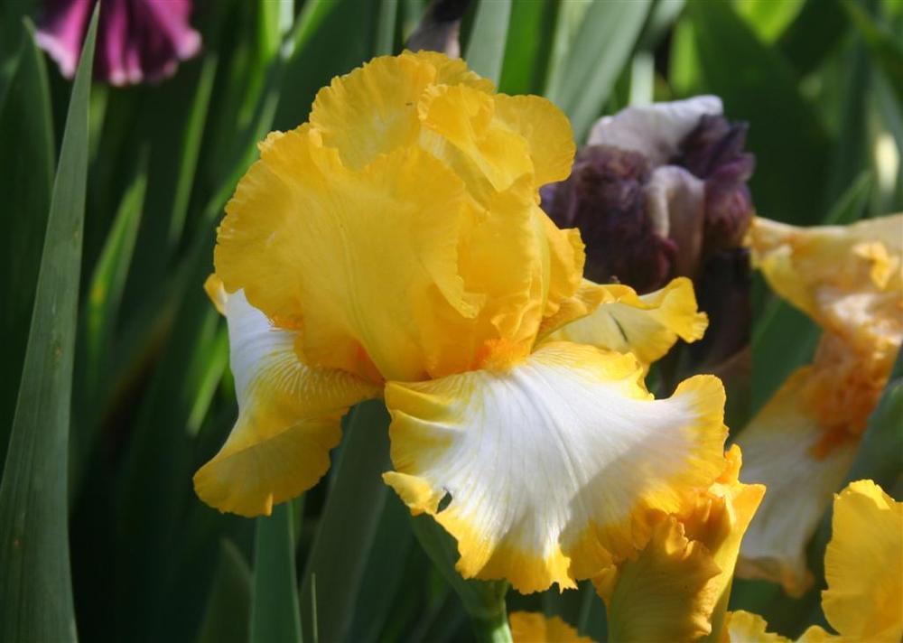 Photo of Tall Bearded Iris (Iris 'First Interstate') uploaded by KentPfeiffer