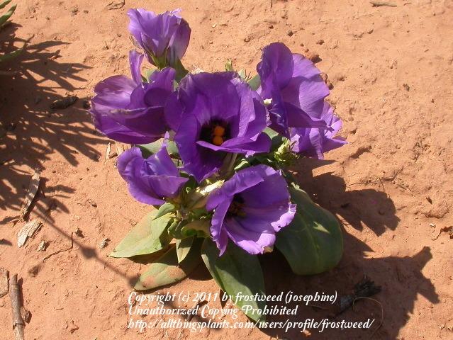 Photo of Texas Bluebell (Eustoma russellianum) uploaded by frostweed