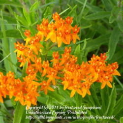 Location: Molly Hollar Wildscape Arlington, Texas.
Date: Summer 2010
The color of these flowers is amazing.