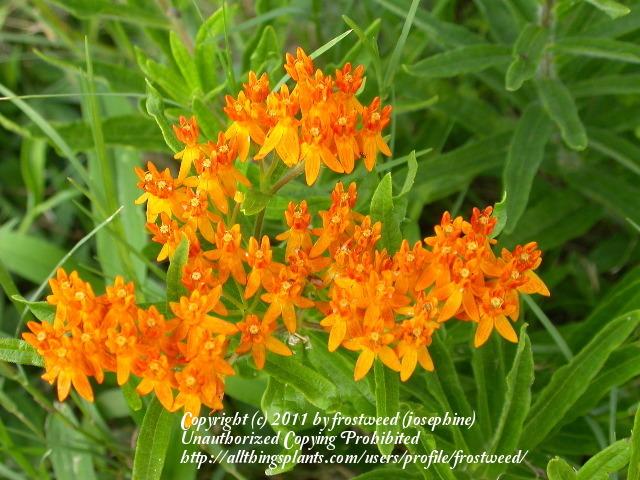 Photo of Butterfly Milkweed (Asclepias tuberosa) uploaded by frostweed