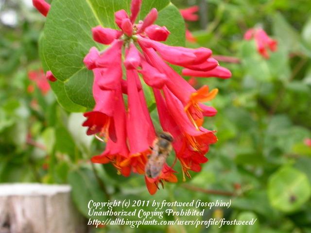 Photo of Coral Honeysuckle (Lonicera sempervirens) uploaded by frostweed