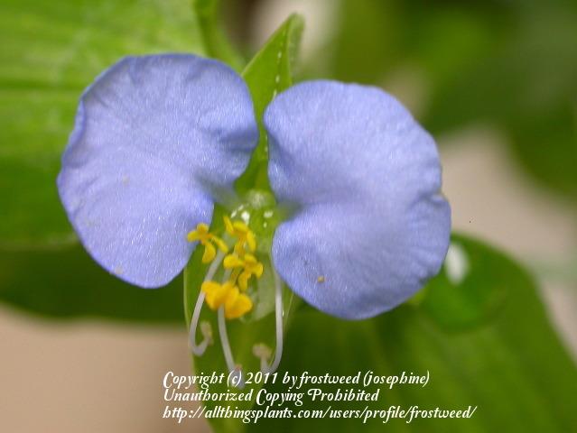 Photo of Day flower (Commelina erecta) uploaded by frostweed