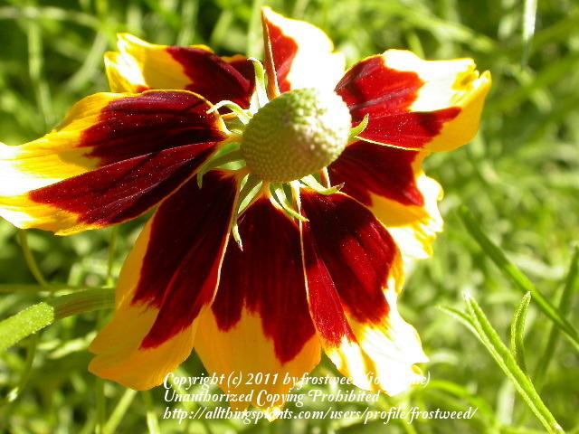 Photo of Mexican Hat (Ratibida columnifera) uploaded by frostweed