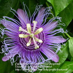 Location: Fielder House Butterfly garden Arlington, Texas.
Date: Summer 2010
Close up of flower.