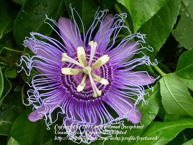 Photo of Maypop (Passiflora incarnata) uploaded by frostweed
