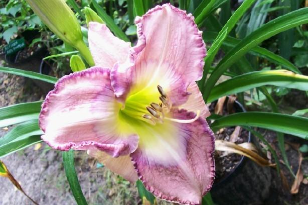 Photo of Daylily (Hemerocallis 'Palace Garden Beauty') uploaded by hementia