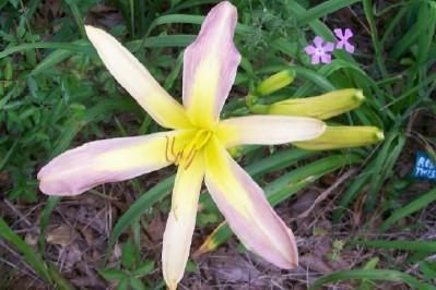 Photo of Daylily (Hemerocallis 'Lavender Arrowhead') uploaded by hementia