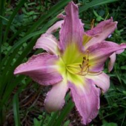 Location: Waynesboro MS
Date: 2005-06-01
polytepal bloom
