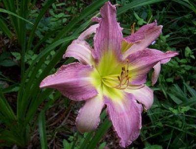 Photo of Daylily (Hemerocallis 'Odds and Ends') uploaded by hementia