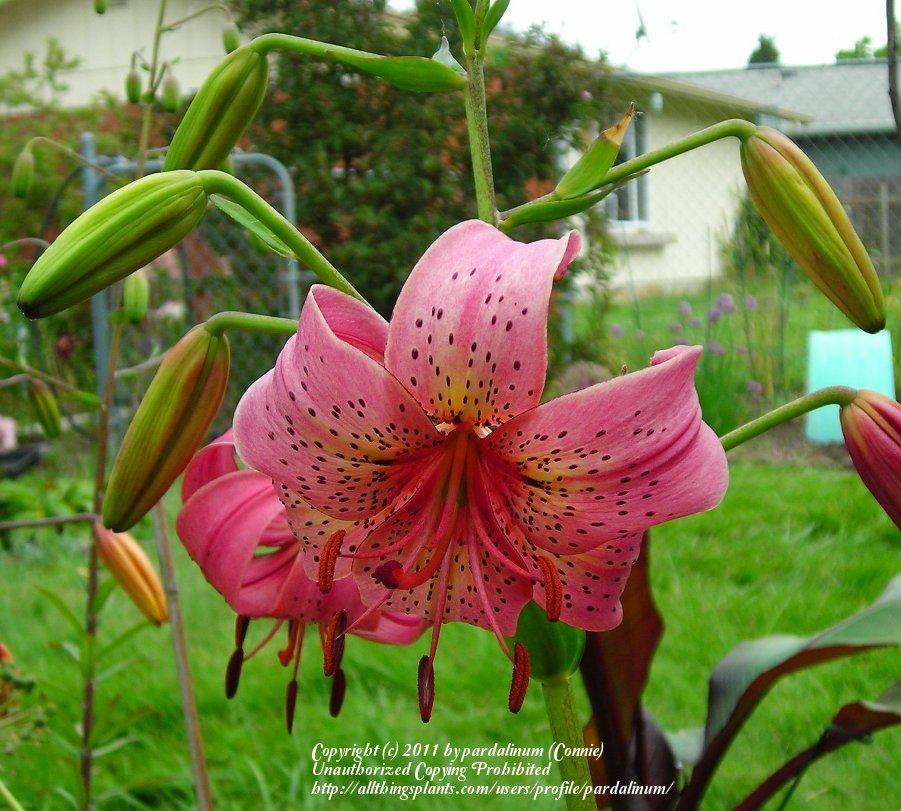 Photo of Lily (Lilium 'Iowa Rose') uploaded by pardalinum
