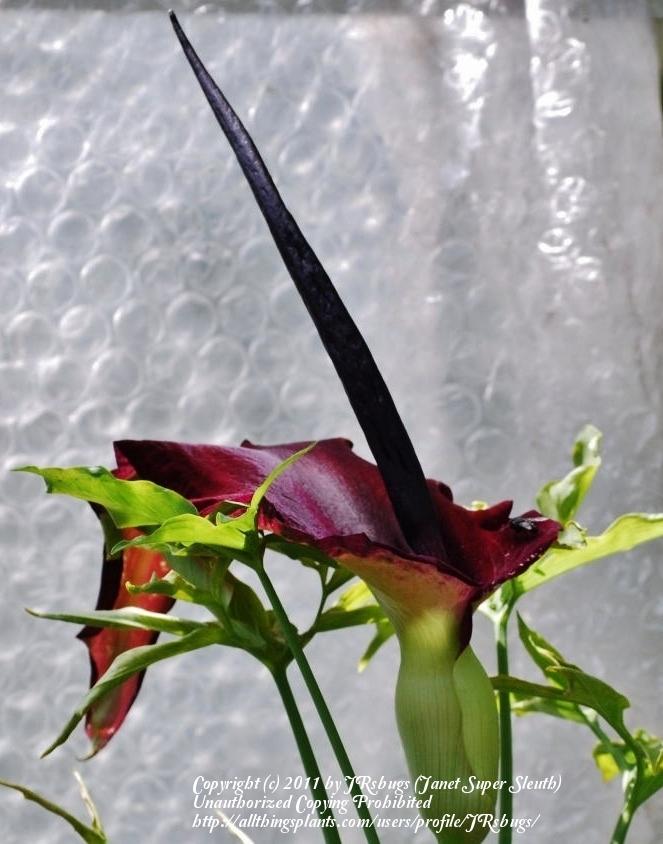 Photo of Dragon Arum (Dracunculus vulgaris) uploaded by JRsbugs