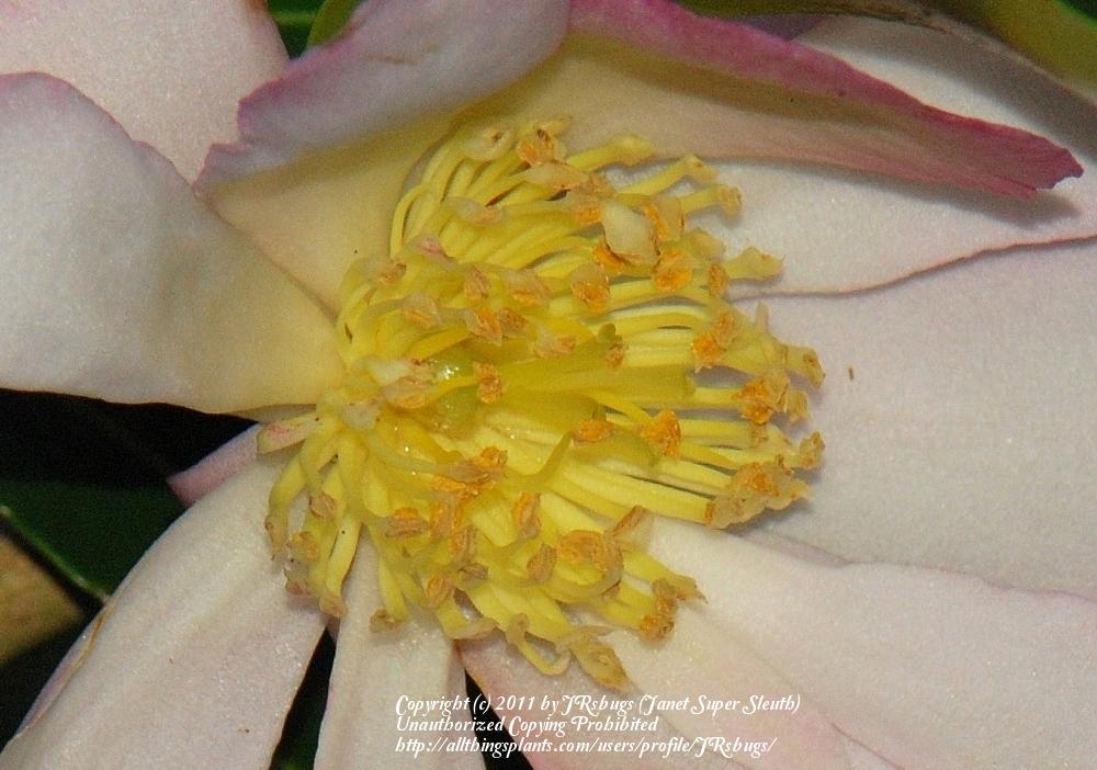Photo of Sasanqua Camellia (Camellia sasanqua 'Navajo') uploaded by JRsbugs