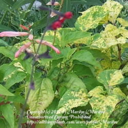 Location: My garden in Kentucky
Date: 2007-07-23
The varigated leaves are of Salvia 'Dancing Flames'