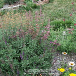 Location: My garden in Kentucky
Date: 2007-07-28
Bottom of pic