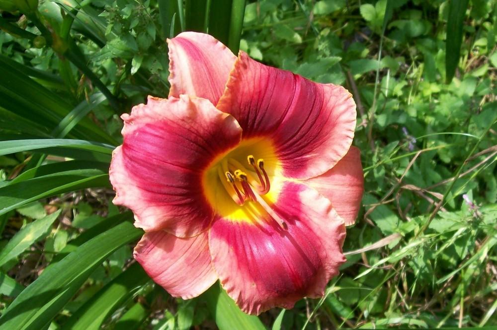 Photo of Daylily (Hemerocallis 'Roses in Snow') uploaded by hementia