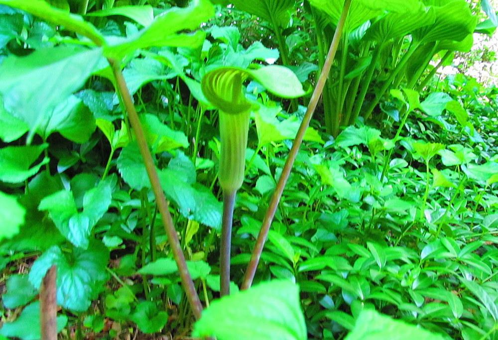 Photo of Jack in the Pulpit (Arisaema triphyllum) uploaded by jmorth