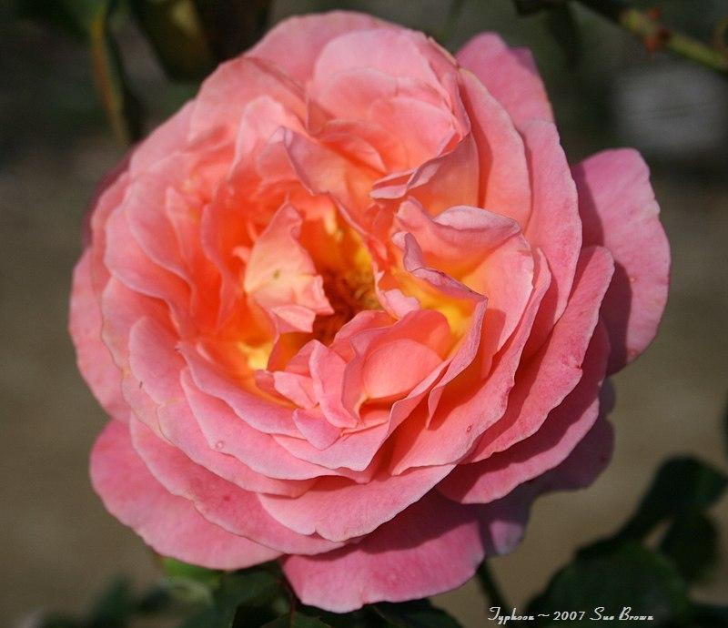 Photo of Rose (Rosa 'Typhoon') uploaded by Calif_Sue