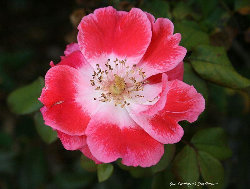 Photo of Rose (Rosa 'Sue Lawley') uploaded by Calif_Sue
