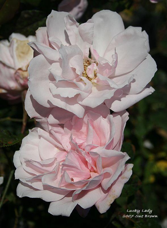 Photo of Rose (Rosa 'Lucky Lady') uploaded by Calif_Sue