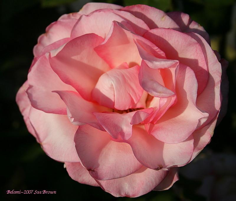 Photo of Rose (Rosa 'Belami') uploaded by Calif_Sue