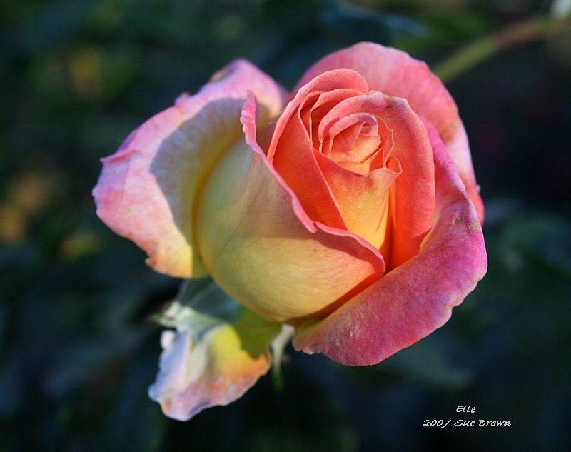 Photo of Rose (Rosa 'Elle') uploaded by Calif_Sue