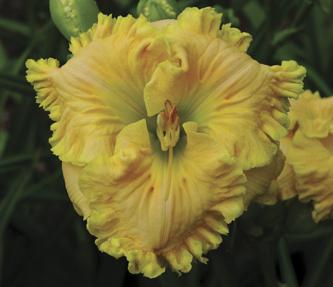 Photo of Daylily (Hemerocallis 'Eloquent Cay') uploaded by Calif_Sue