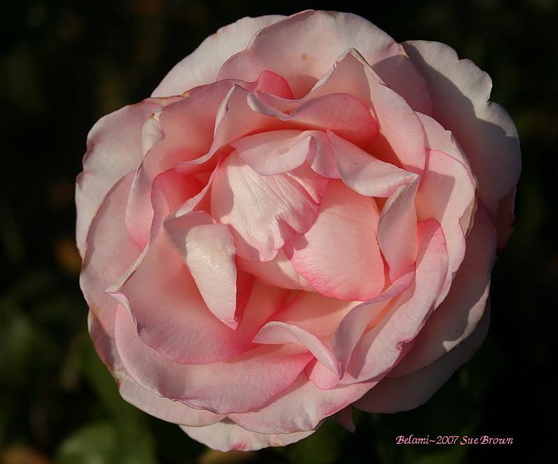 Photo of Rose (Rosa 'Belami') uploaded by Calif_Sue