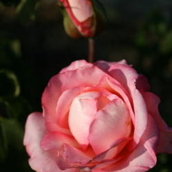 Location: San Jose Heritage Rose Garden
Date: 2007-11-06