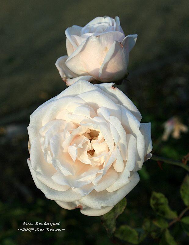 Photo of Rose (Rosa 'Mistress Bosanquet') uploaded by Calif_Sue