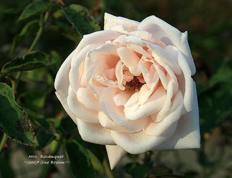 Photo of Rose (Rosa 'Mistress Bosanquet') uploaded by Calif_Sue
