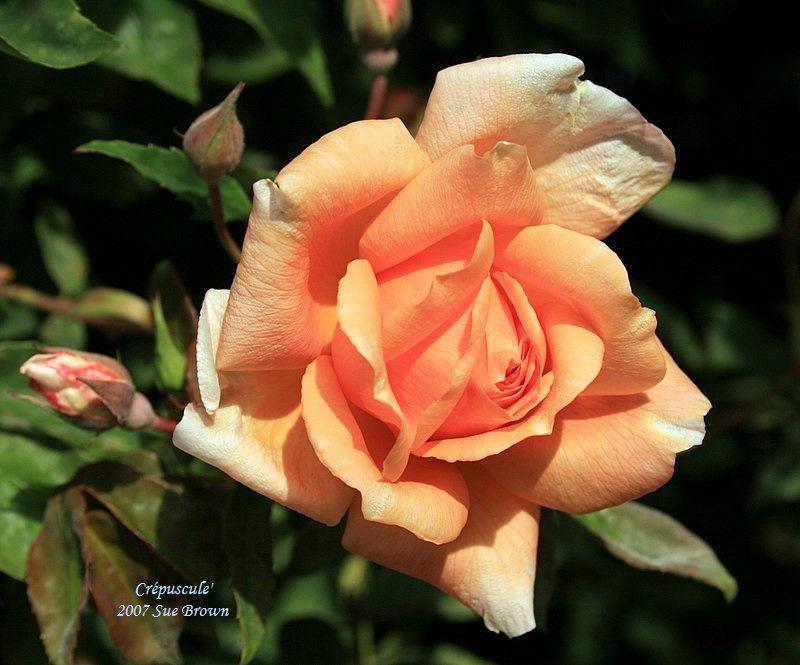 Photo of Rose (Rosa 'Crepuscule') uploaded by Calif_Sue