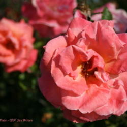 Location: San Jose Heritage Rose Garden
Date: 2007-11-06