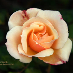 Location: San Jose Heritage Rose Garden
Date: 2010-10-27
