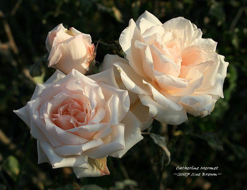 Photo of Rose (Rosa 'Catherine Mermet') uploaded by Calif_Sue