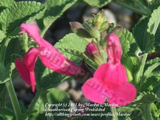 Photo of Salvias (Salvia) uploaded by Marilyn
