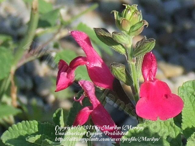 Photo of Salvias (Salvia) uploaded by Marilyn