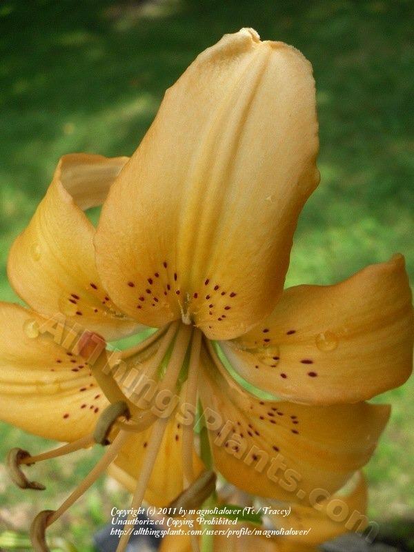 Photo of Lily (Lilium 'Pendant Peach') uploaded by magnolialover
