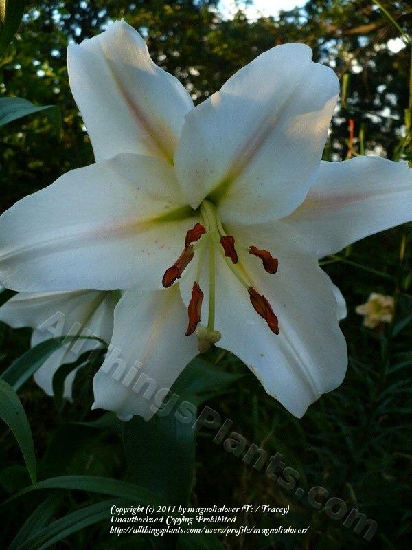 Photo of Lily (Lilium 'Nuance') uploaded by magnolialover