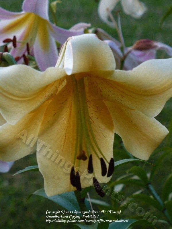Photo of Lily (Lilium 'Northern Delight') uploaded by magnolialover
