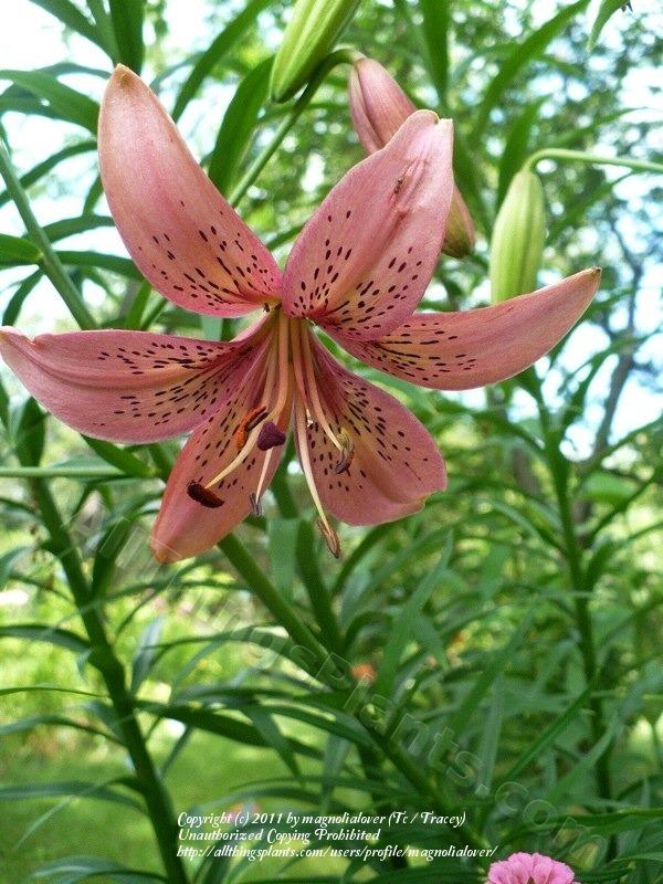 Photo of Lily (Lilium 'Napa Valley') uploaded by magnolialover